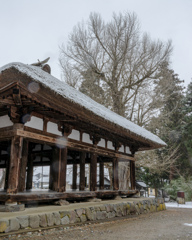 長床と大銀杏