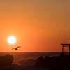 日の出と海鳥
