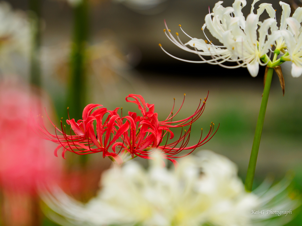 曼珠沙華