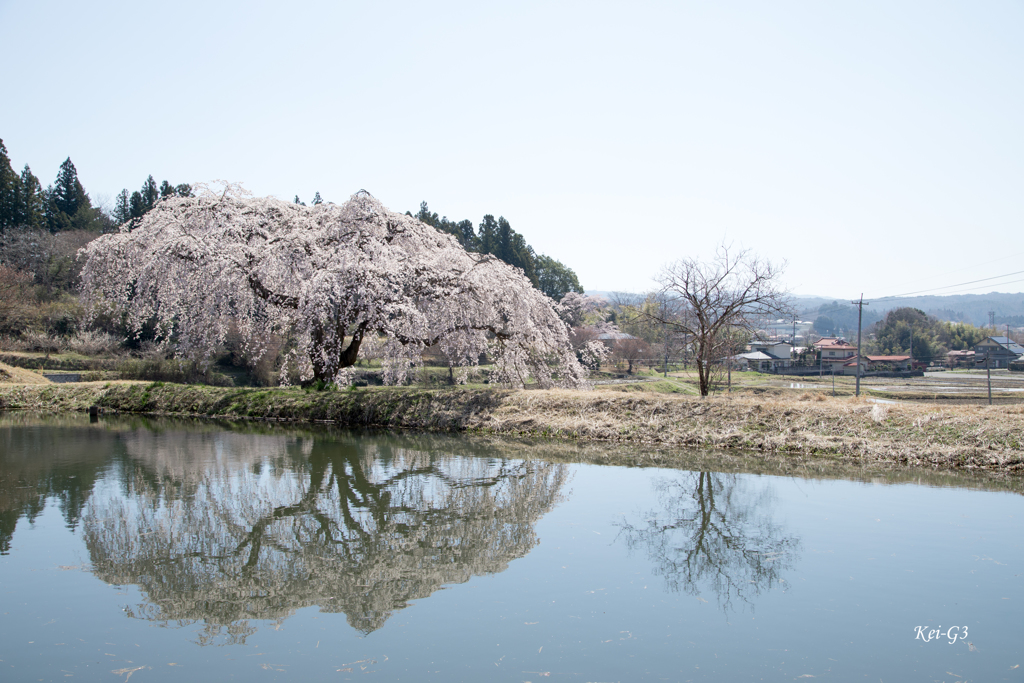 花園のしだれ桜