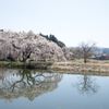 花園のしだれ桜