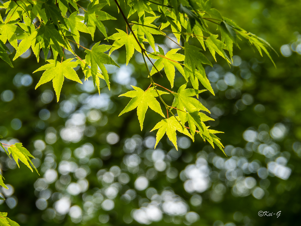 木陰から