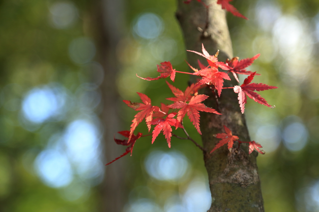 紅葉