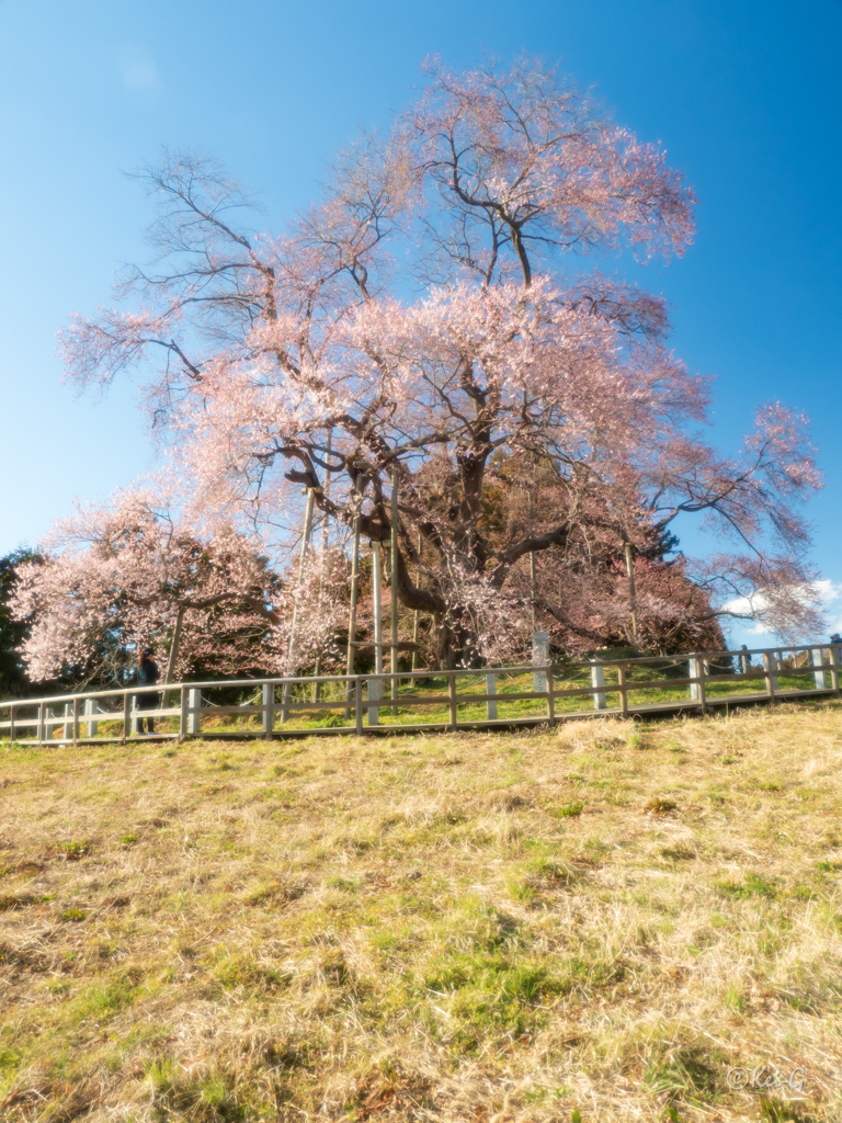 戸津辺の桜