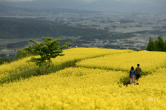 菜の花の丘