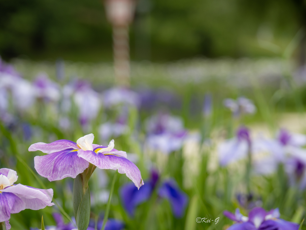 花しょうぶ