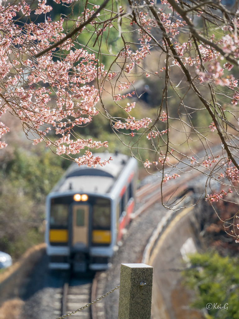 戸津辺の桜