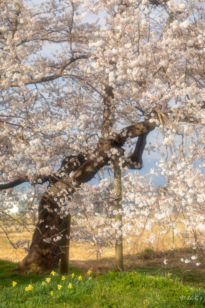 石部桜