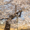 石部桜