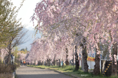 しだれ桜並木