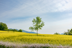 三ノ倉高原 菜の花畑