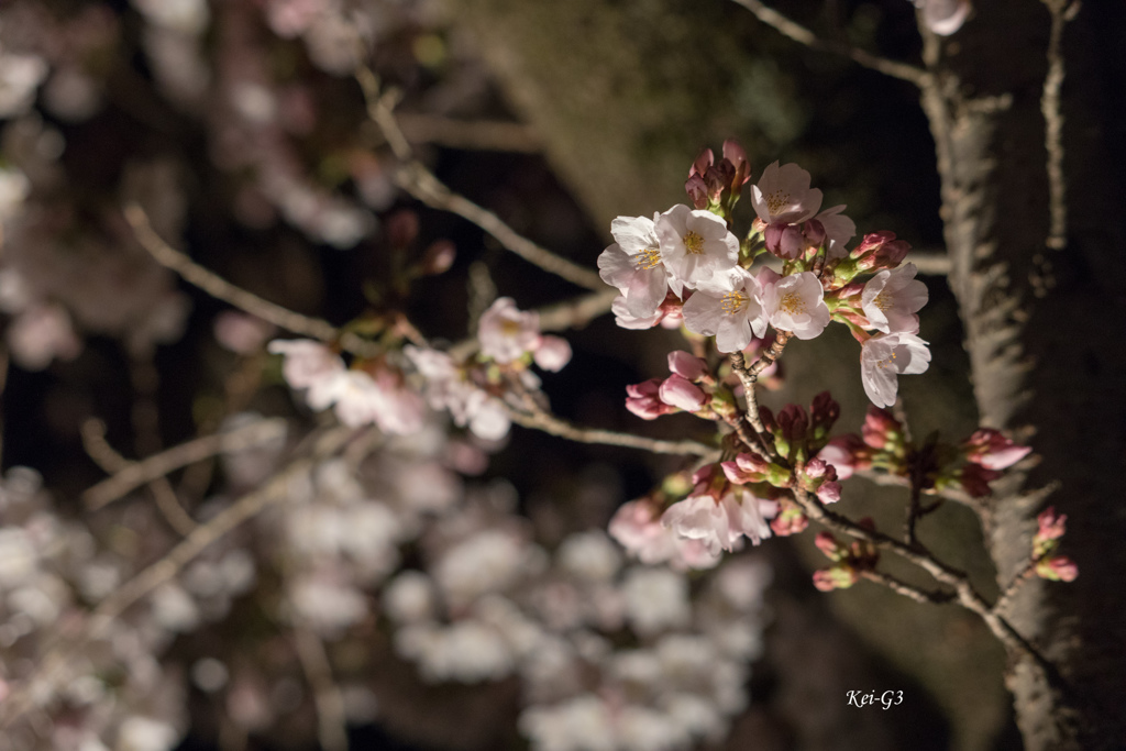 夜ノ森の夜桜