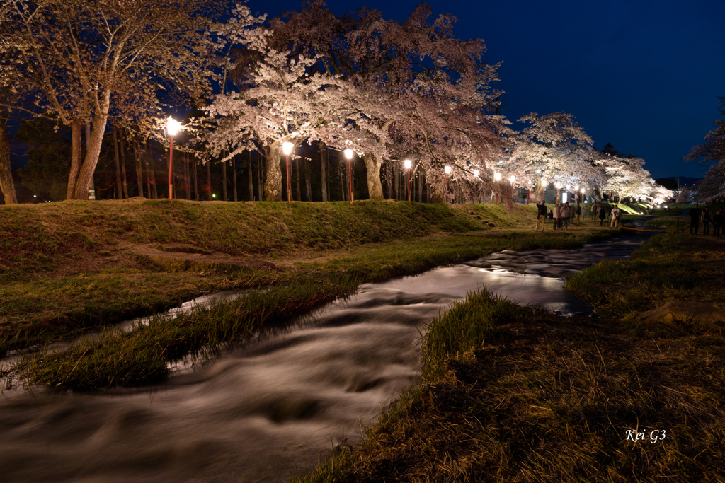 観音寺川夜桜