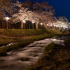 観音寺川夜桜