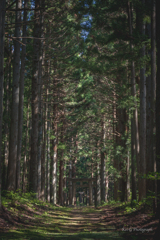 隠津島神社石鳥居