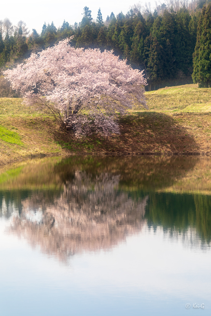 米沢堤の鏡桜