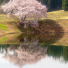 米沢堤の鏡桜