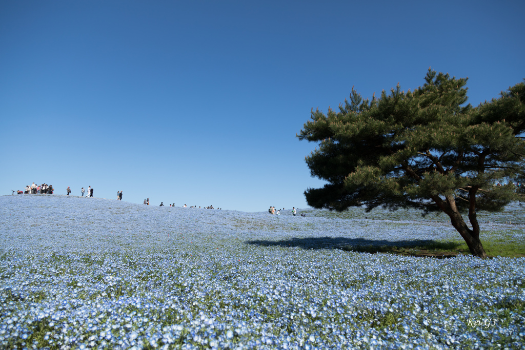 ひたち海浜公園