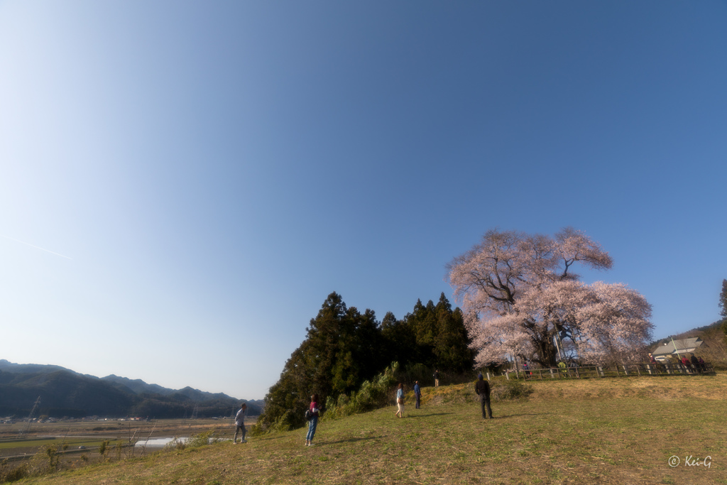 戸津辺の桜