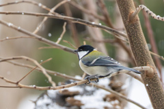 何思う シジュウカラ