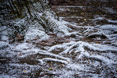 雪紋