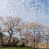 石部桜