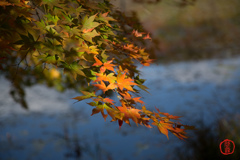 観音沼森林公園