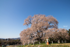 戸津辺の桜