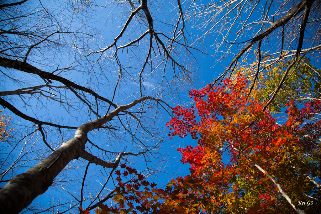 観音沼森林公園