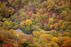 紅葉の中