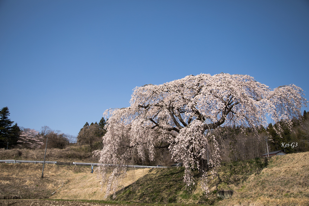 花園のしだれ桜