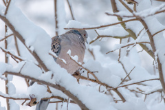 雪の中のキジバト
