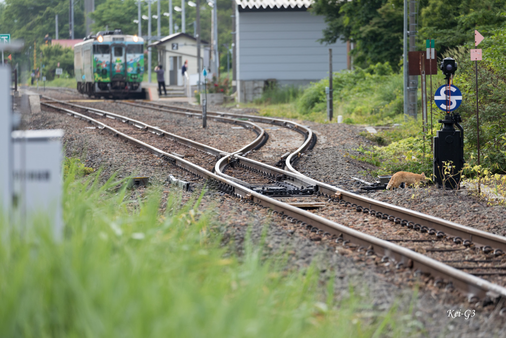 にゃんこの散歩道