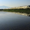 穏やかな朝に