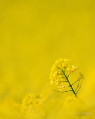 三ノ倉高原の菜の花