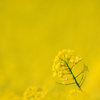 三ノ倉高原の菜の花