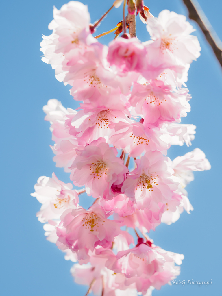 桜のブーケ