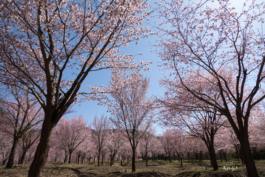 桜峠