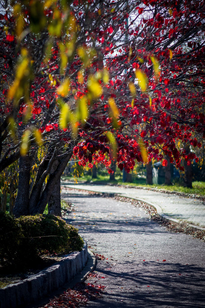 日中線しだれ桜遊歩道の秋景