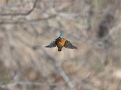 IMG_9829