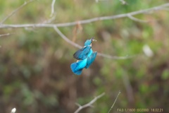 公園のカワセミ#6