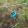 公園のカワセミ#6