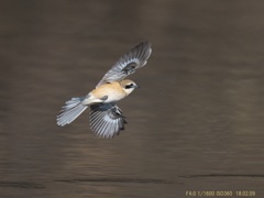 IMG_0096