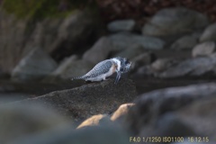 IMG_6179