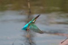 公園のカワセミ#15