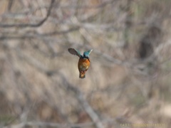 IMG_9832