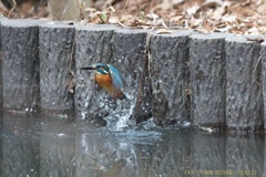 公園のカワセミ#2