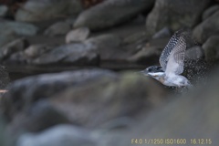 IMG_6174