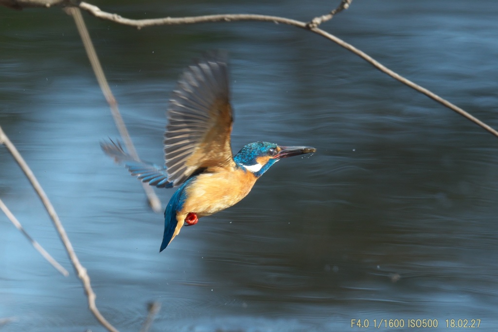 公園のカワセミ#11