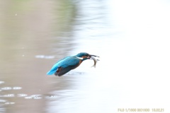 公園のカワセミ#1